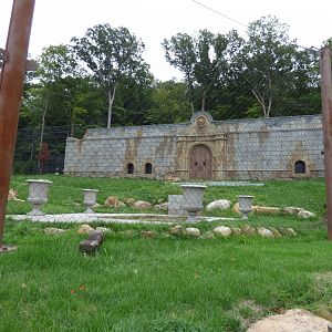 Lion Exhibit - Sept. 2018