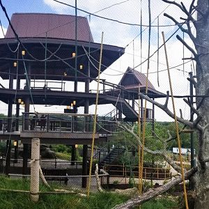 Sep. 2018 - Asian Trek  - Gibbon Trails + Langur Landing Tunnel System Panorama