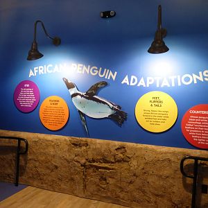 African Penguin Exhibit
