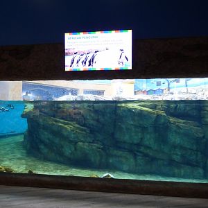 African Penguin Exhibit - Sept. 2018