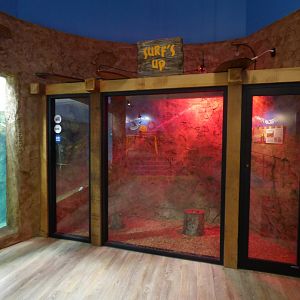 African Penguin Building (Bushbaby Exhibit) - Sept. 2018