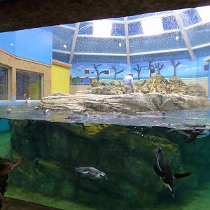 African Penguin Exhibit - Sept. 2018