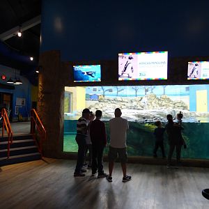 African Penguin Exhibit - Sept. 2018