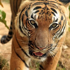 Sep. 2018 - Asian Trek - Malayan Tiger