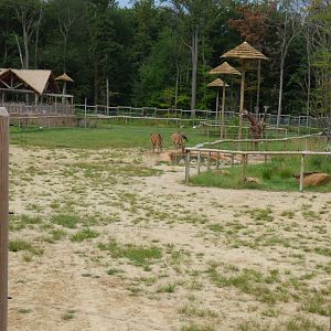 Giraffe Exhibit - Sept. 2018