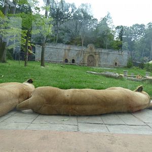 Lion Exhibit - Sept. 2018