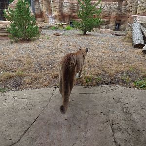 Cougar Exhibit - Sept. 2018