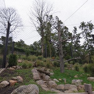 Andean Condor Exhibit - Sept. 2018