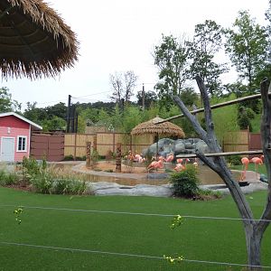 Flamingo Exhibit - Sept. 2018