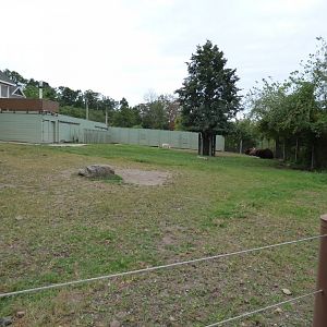 Part of Bison Exhibit - Sept. 2018