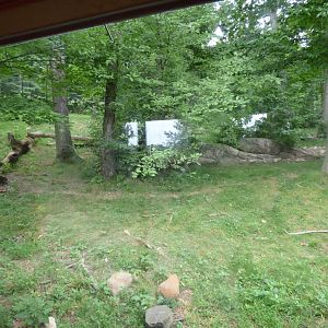 Black Bear Exhibit - Sept. 2018