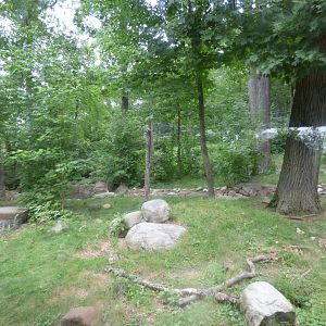 Black Bear Exhibit - Sept. 2018