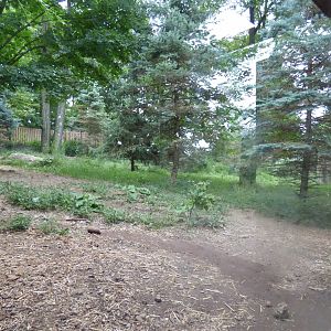 Gray Wolf Exhibit- Sept. 2018
