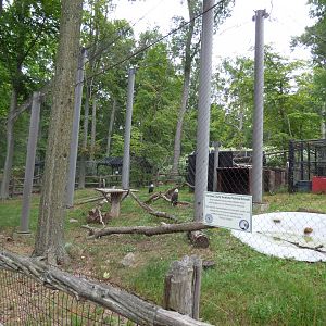 Bald Eagle Exhibit - Sept. 2018
