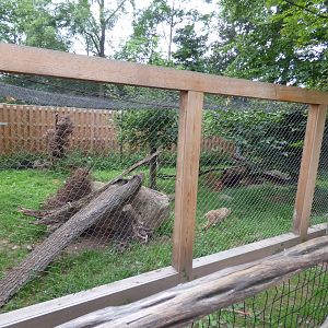 Bobcat Exhibit - Sept. 2018