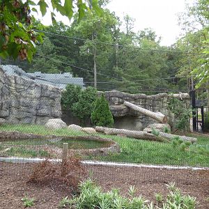 Snow Leopard Exhibit - Sept. 2018
