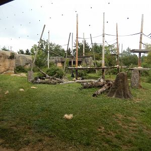 8/12/2018 - Bonobo Habitat
