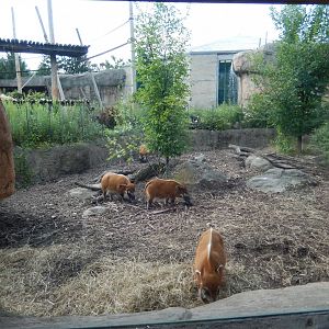 8/12/2018 - Red River Hog Exhibit