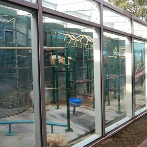 8/12/2018 - Indoor Bonobo Rooms