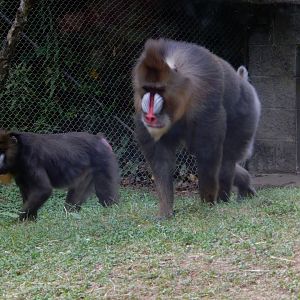 8/12/2018 - Mandrills