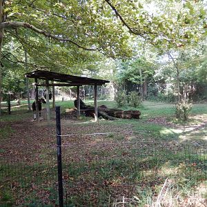8/12/2018 - First Okapi Paddock
