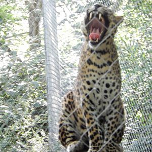 8/12/2018 - My What Big Teeth You Got