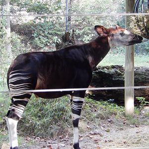8/12/2018 - Male Okapi