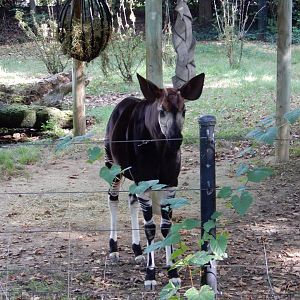 8/12/2018 - Male Okapi