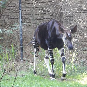 8/12/2018 - Male Okapi