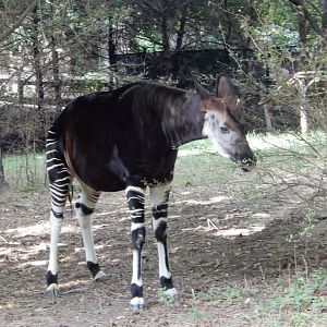 8/12/2018 - Male Okapi