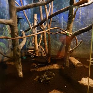 8/12/2018 - Kiwi and Tawny Frogmouth Exhibit