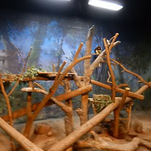 8/12/2018 - Matschie's Tree Kangaroo Exhibit
