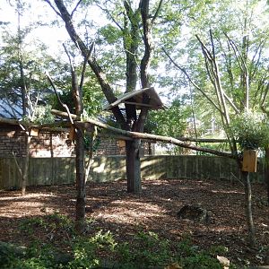 8/12/2018 - Outdoor Koala Exhibit