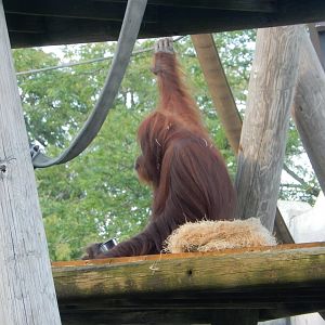 8/12/2018 - Orangutan