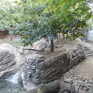 8/12/2018 - Asian Small-Clawed Otter Habitat