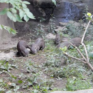 8/12/2018 - Asian Small-Clawed Otters