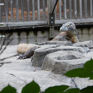 8/12/2018 - Komodo Dragon