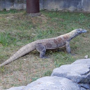 8/12/2018 - Komodo Dragon On the Move