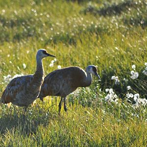 Sandhill Cranes - Alaska