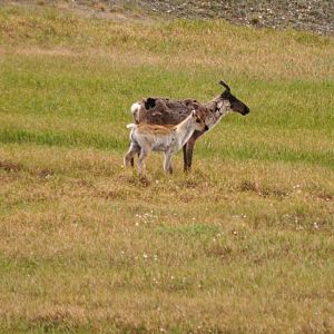 Caribou - Alaska