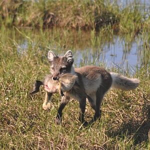 Arctic Fox - Alaska
