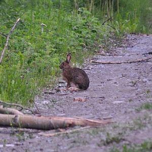 Snowshoe Hare - Alaska