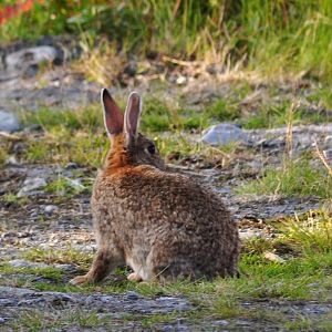 Feral European (domestic) Rabbit - Alaska
