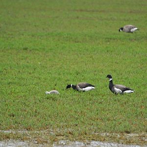 “Black” Brants - Alaska
