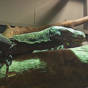 Paul & Lynsey's Zoo Tour #75 Crocodiles of the World - YouTube