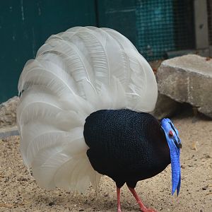 Bulwer's Pheasant at Pairi Daiza, 10/09/18