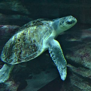 Olive Ridley Turtle at Pairi Daiza, 10/09/18