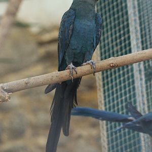 Spix's Macaw at Pairi Daiza, 11/09/18