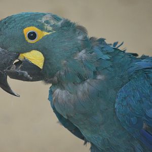 Lear's Macaw at Pairi Daiza, 11/09/18