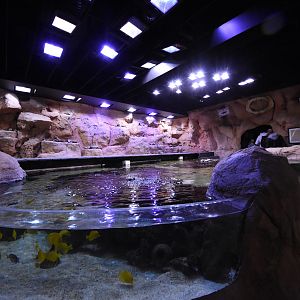 Coral reef aquarium